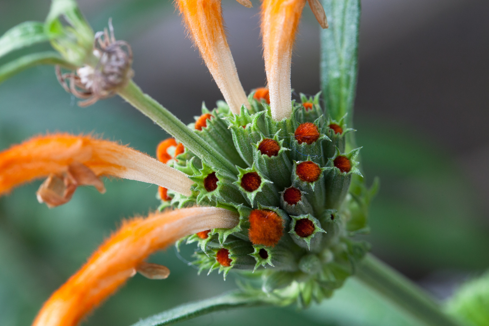 Makro Blüte Löwenohr (Leonotis)