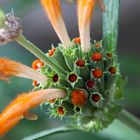 Makro Blüte Löwenohr (Leonotis)