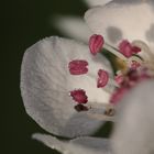 Makro Blütenpunkte