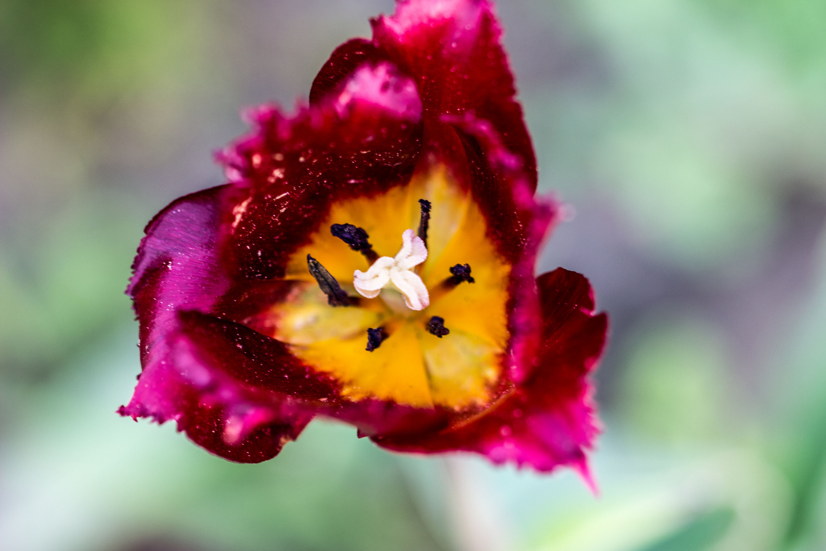 Makro-das innen leben eine Blume