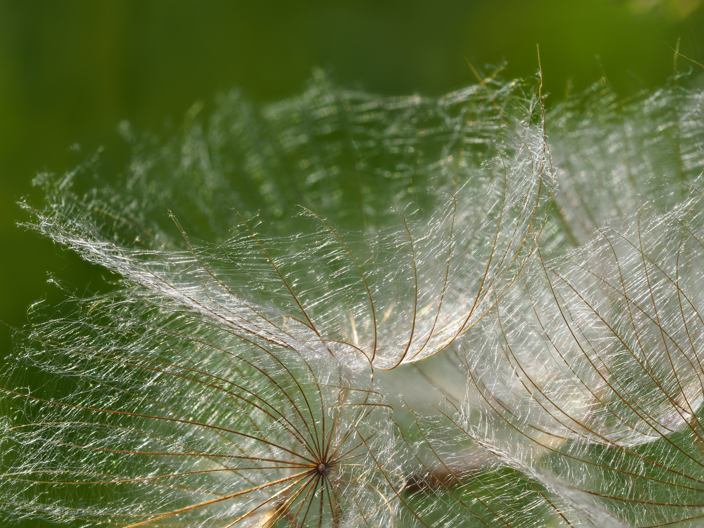 Makro der Samen des Wiesenbocksbarts