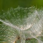 Makro der Samen des Wiesenbocksbarts