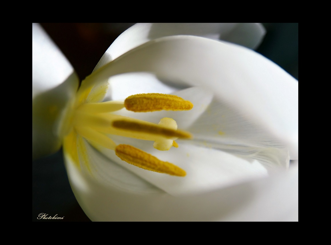 Makro der weißen Tulpe