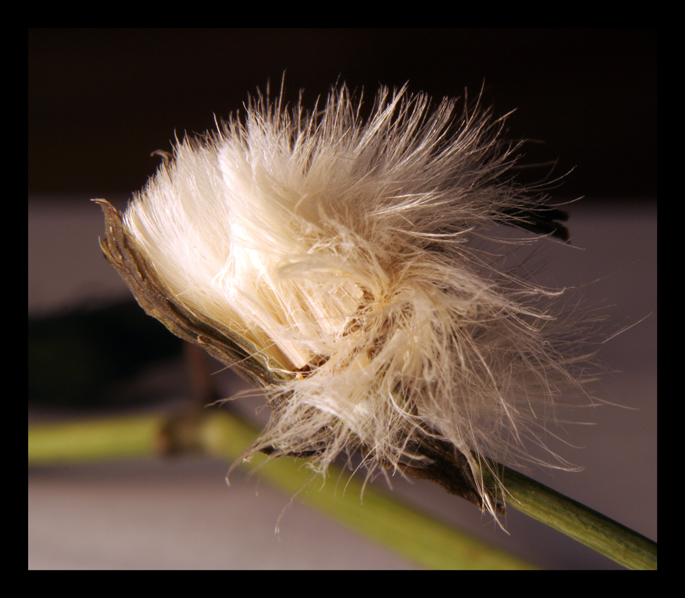 Makro, die dritte