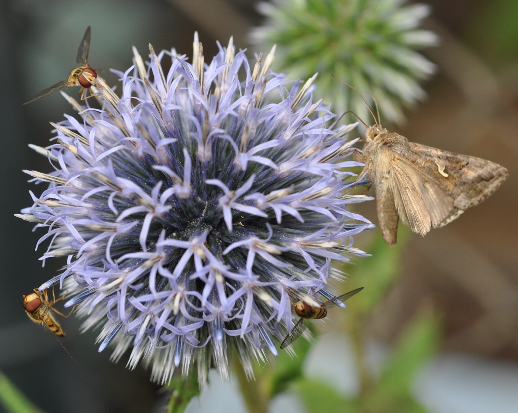 Makro Distelleben