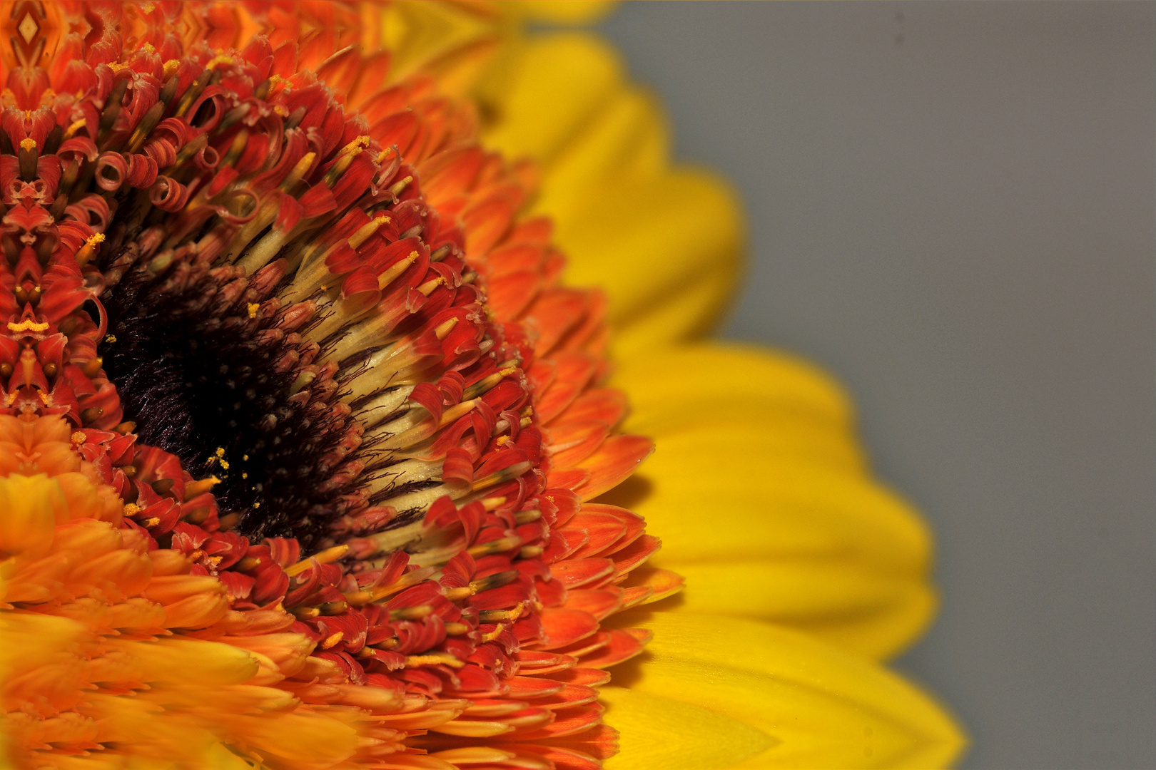 Makro ein Blume im DFF Verfahren