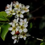 Makro/ ein Gedicht von; Rolf Fütterer... aus der Fotocommunity.