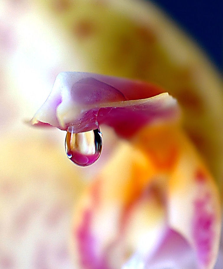 Makro: Ein Tropfen an einem Orchideenblatt