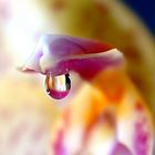 Makro: Ein Tropfen an einem Orchideenblatt