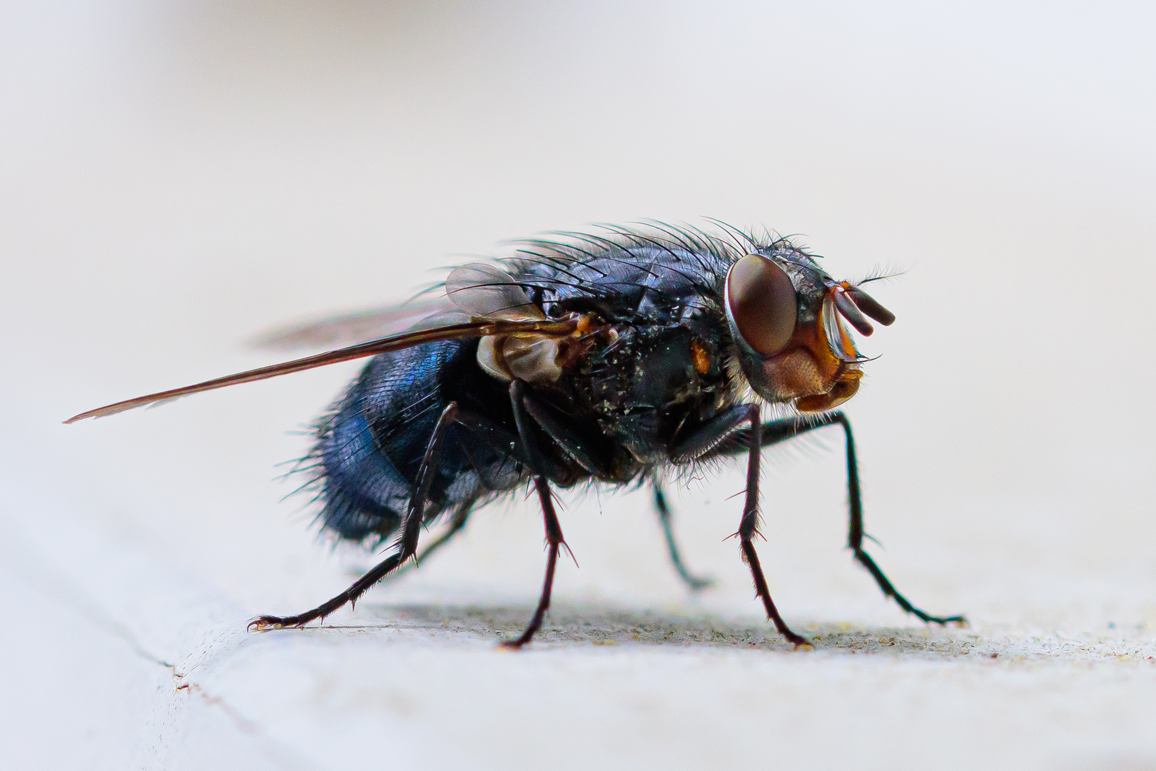 Makro einer blauen Schmeißfliege