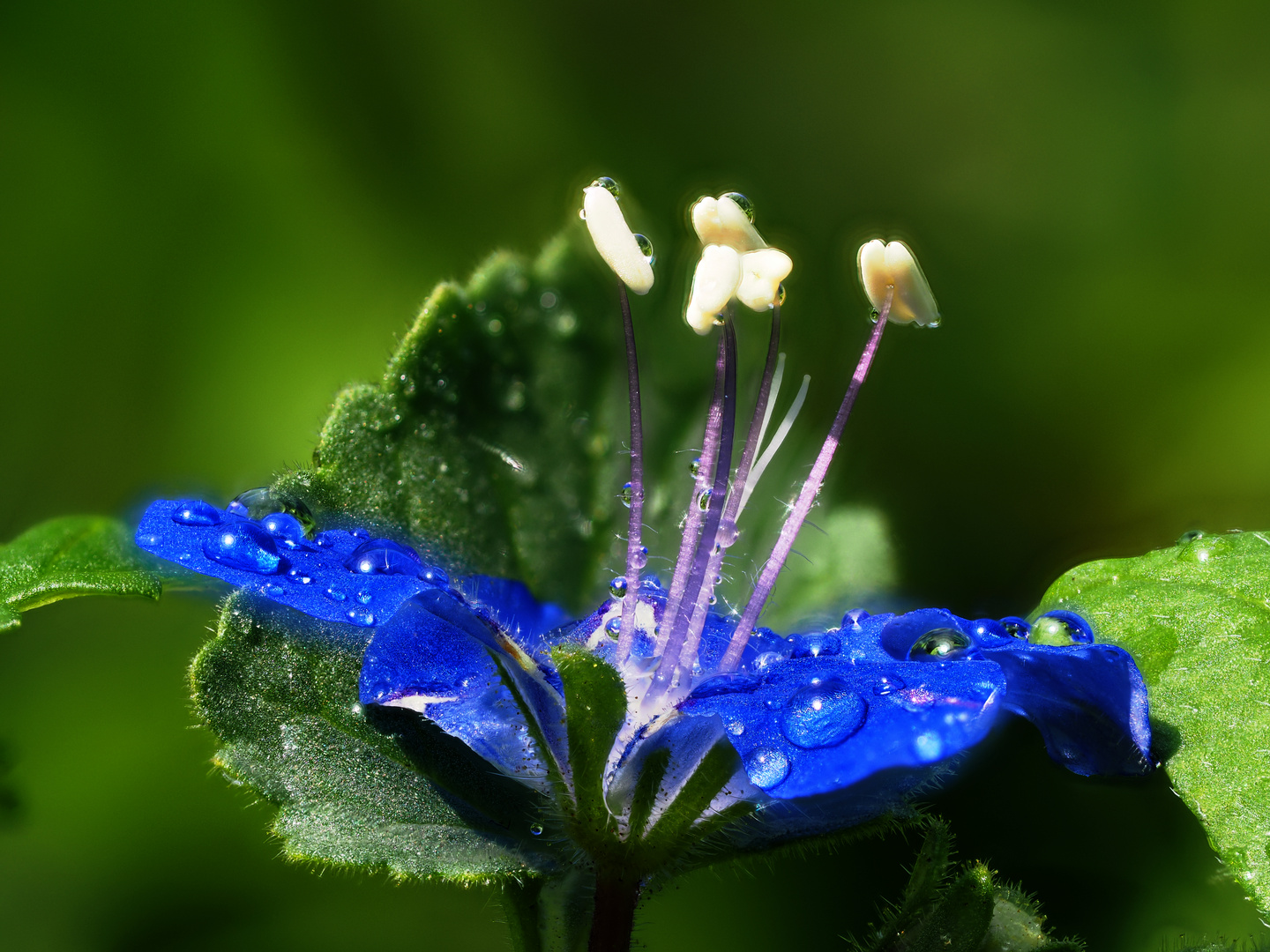 Makro einer Blüte