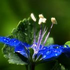 Makro einer Blüte