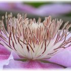 Makro einer Clematis