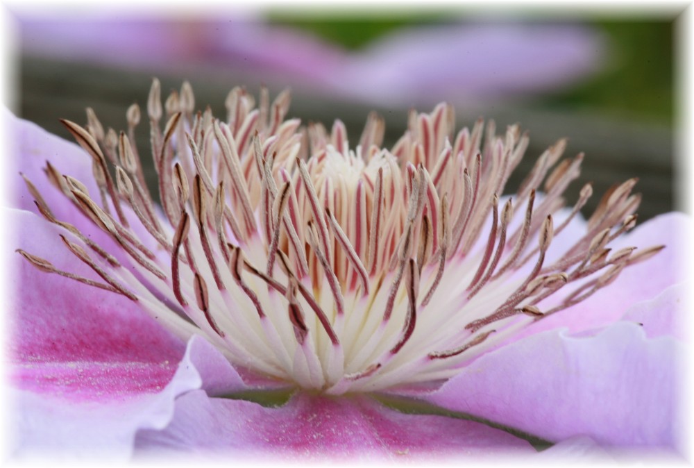 Makro einer Clematis