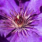 Makro einer Clematis