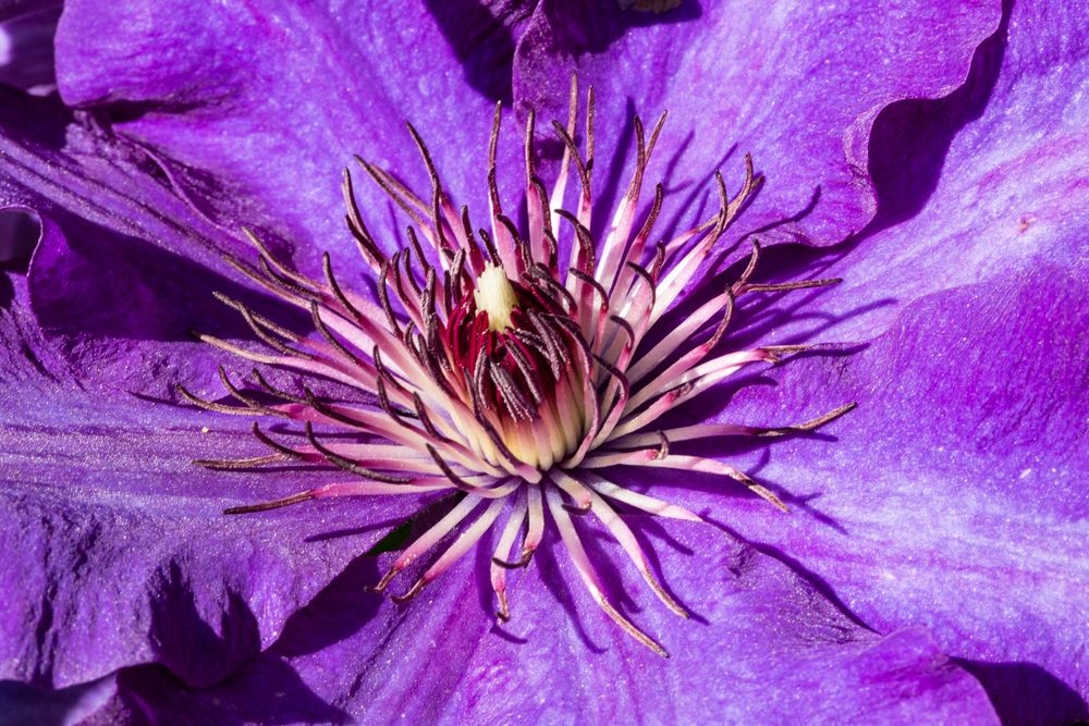 Makro einer Clematis