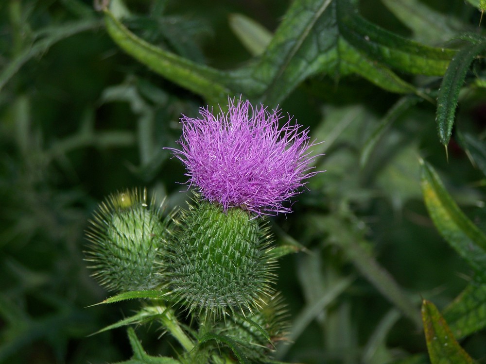 Makro einer Distel