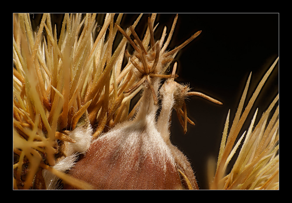 Makro einer Esskastanie im Stachelkleid >>>