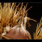 Makro einer Esskastanie im Stachelkleid >>>