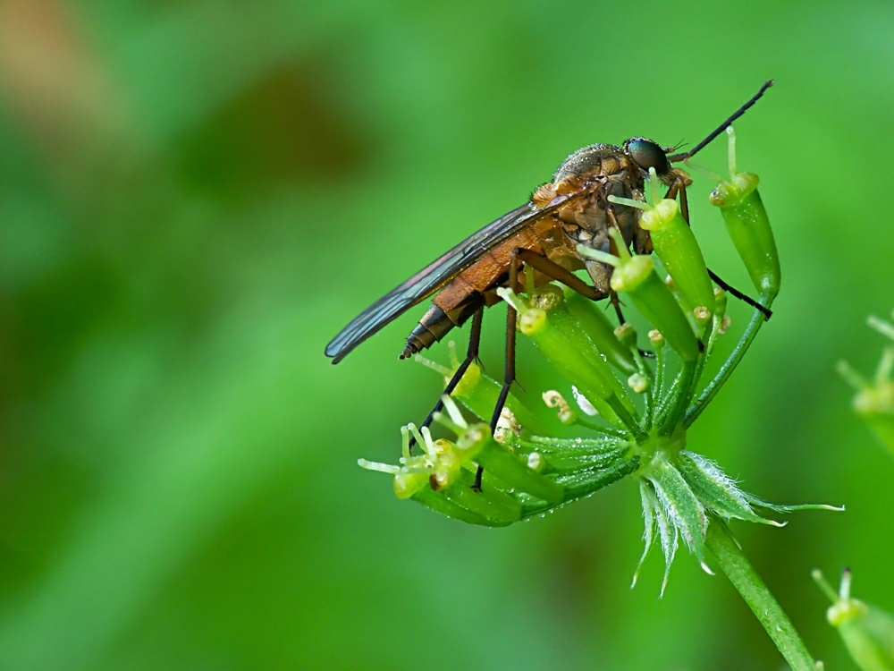 Makro einer Fliege