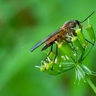 Makro einer Fliege