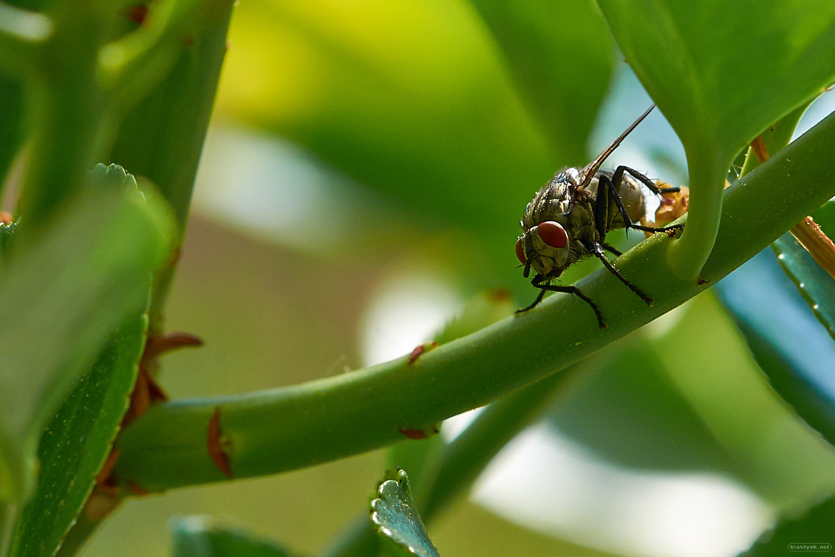 Makro einer Fliege