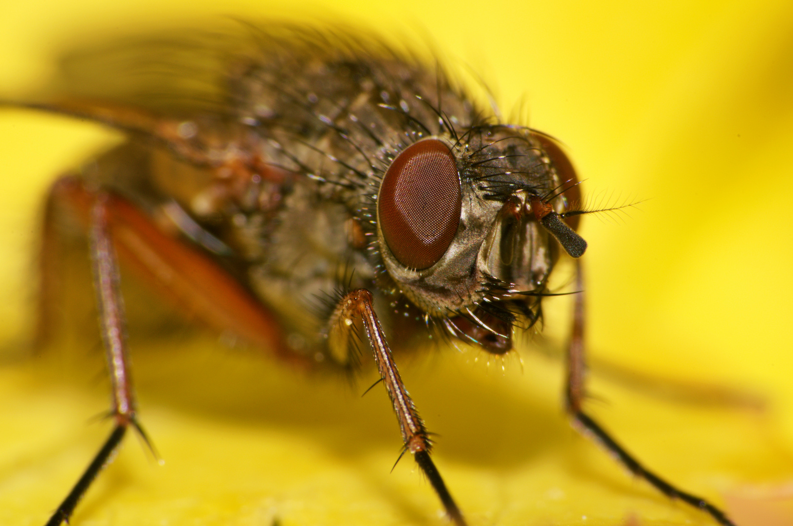 Makro einer Fliege