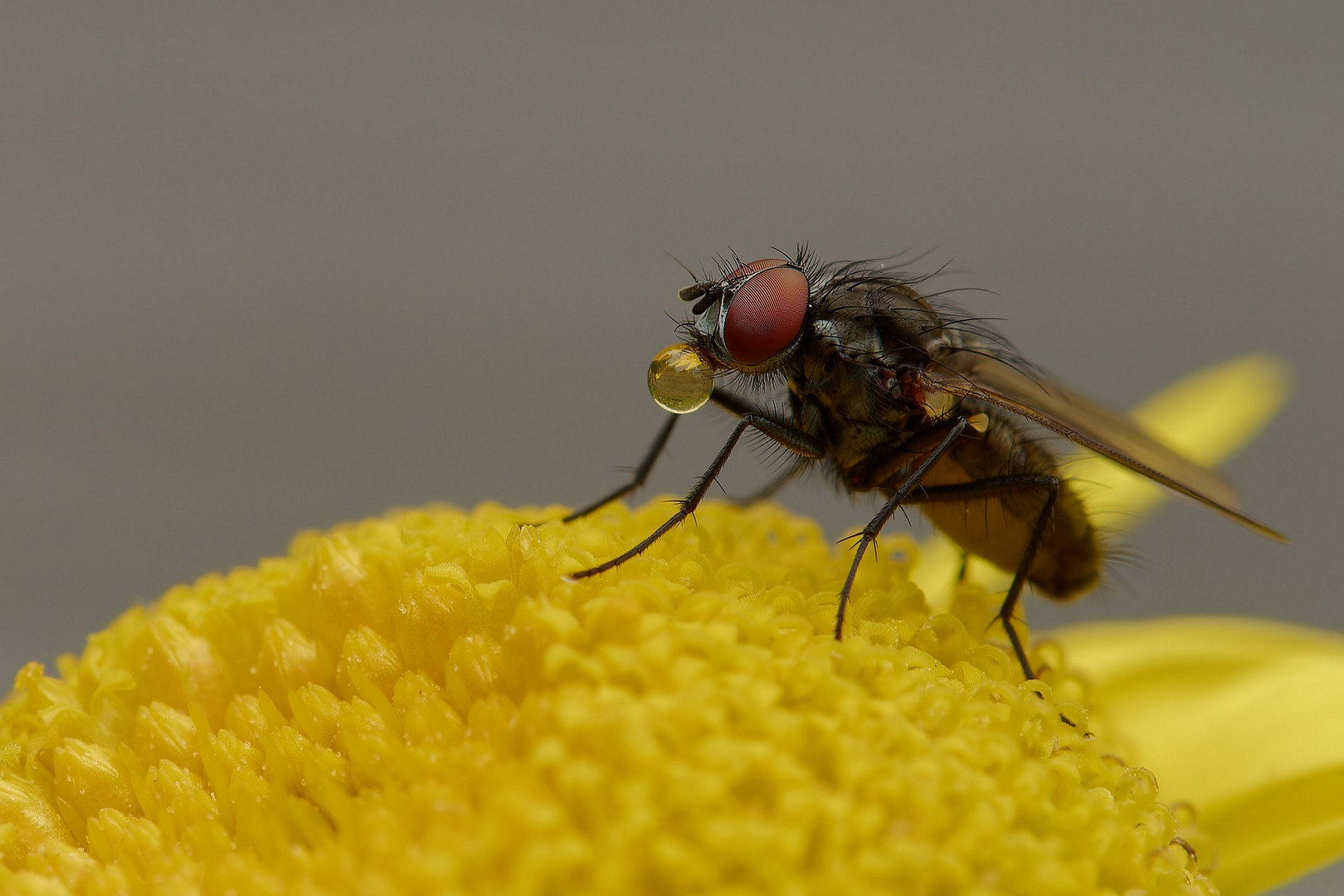 Makro einer Fliege mit Verdauungstropfen 