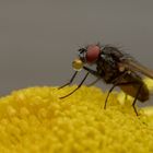 Makro einer Fliege mit Verdauungstropfen 