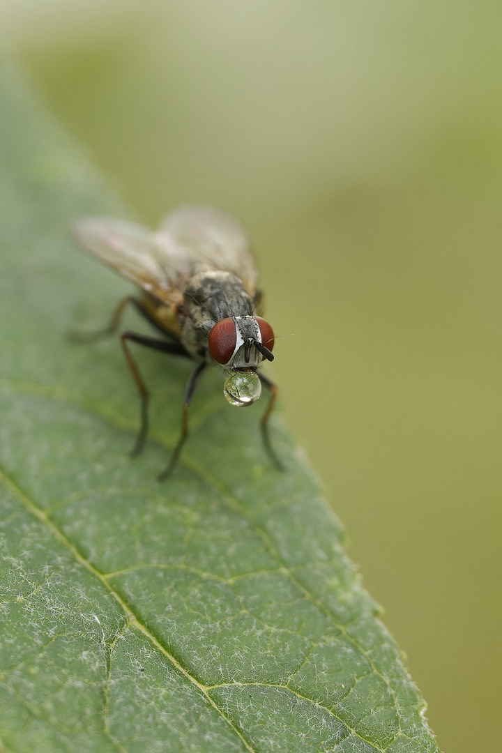 Makro einer Fliege mit Verdauungstropfen auf einem Blatt