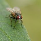 Makro einer Fliege mit Verdauungstropfen auf einem Blatt