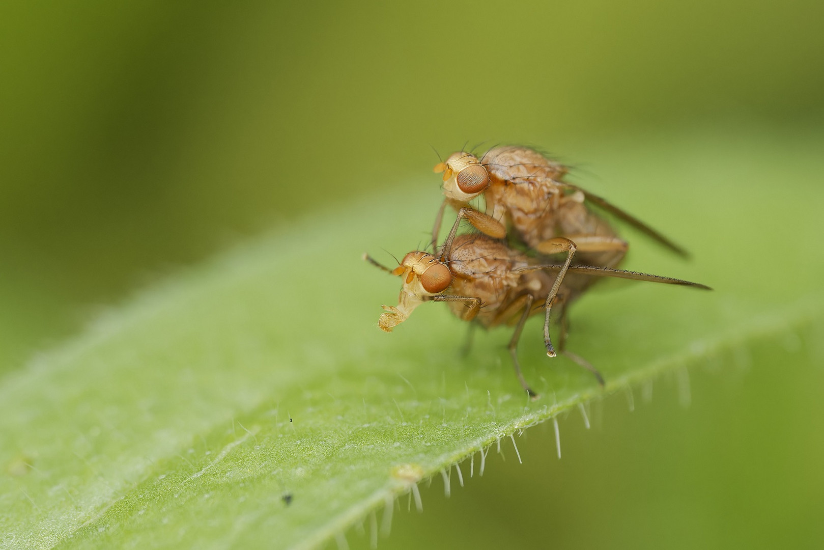 Makro einer Fliegenpaarung