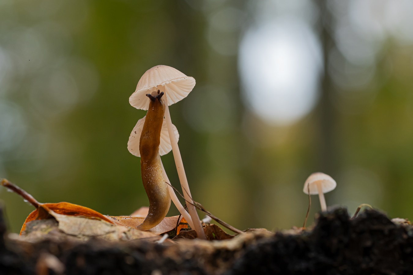 Makro einer gefräßigen Schnecke an winzigen Pilzen