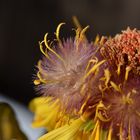 Makro einer Gerbera-Blüte