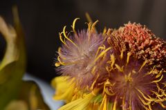 Makro einer Gerbera-Blüte