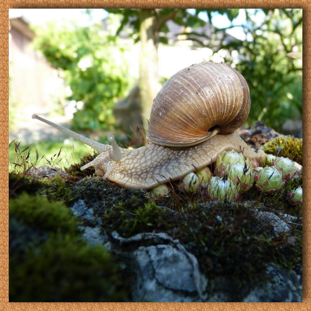 Makro einer gewöhnlichen Weinbergschnecke