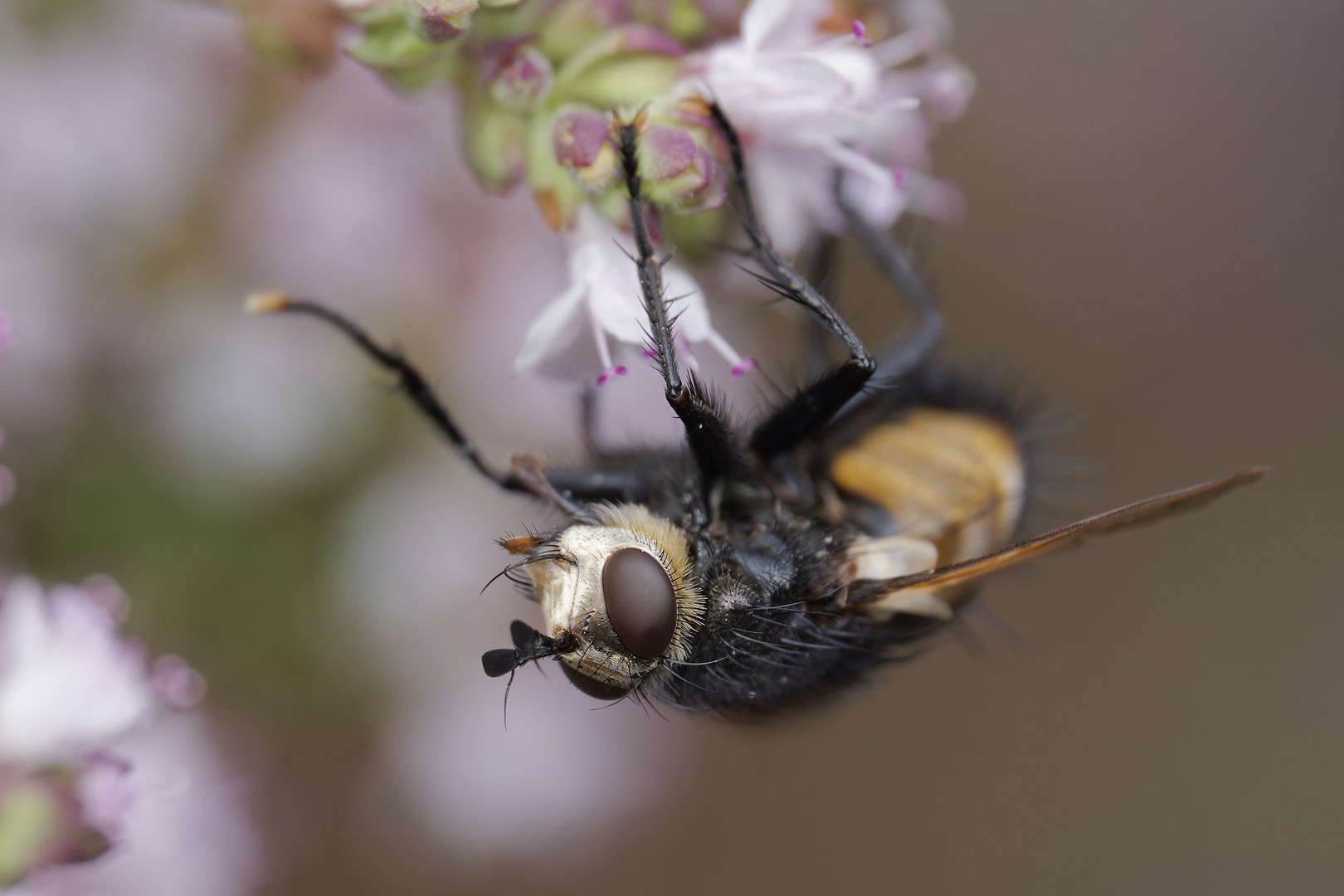 Makro einer großen Igelfliege