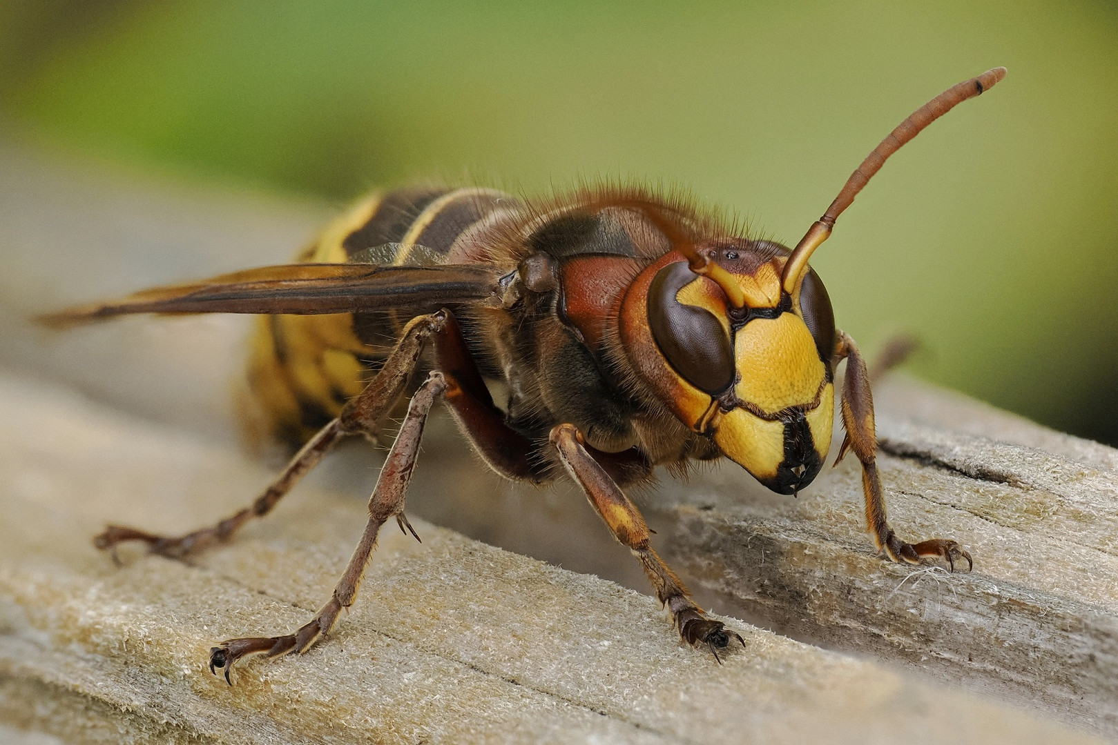 Makro einer Hornisse aus 10 Aufnahmen