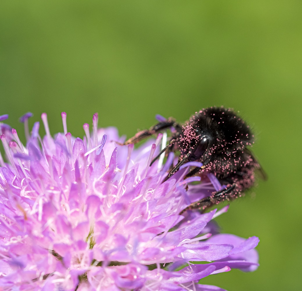 Makro einer Hummel auf einer Skabioseblüte