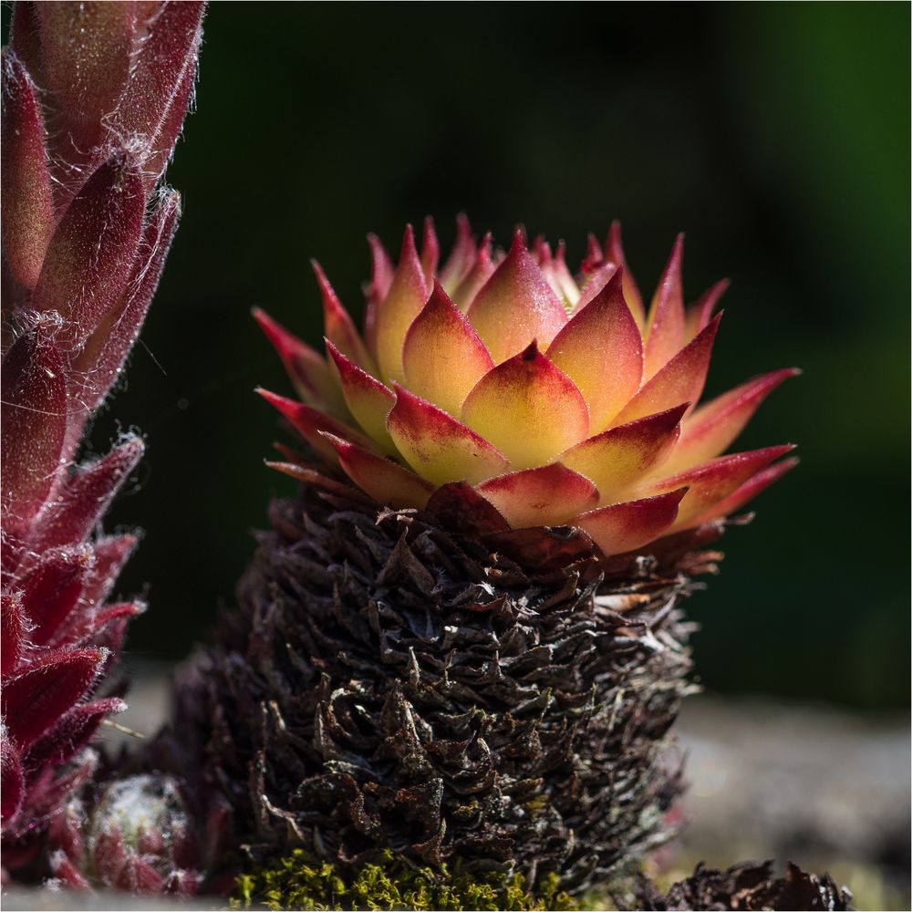 Makro einer Kaktusbl te Foto Bild makro natur Makro einer Kaktusbl te Foto Bild makro natur