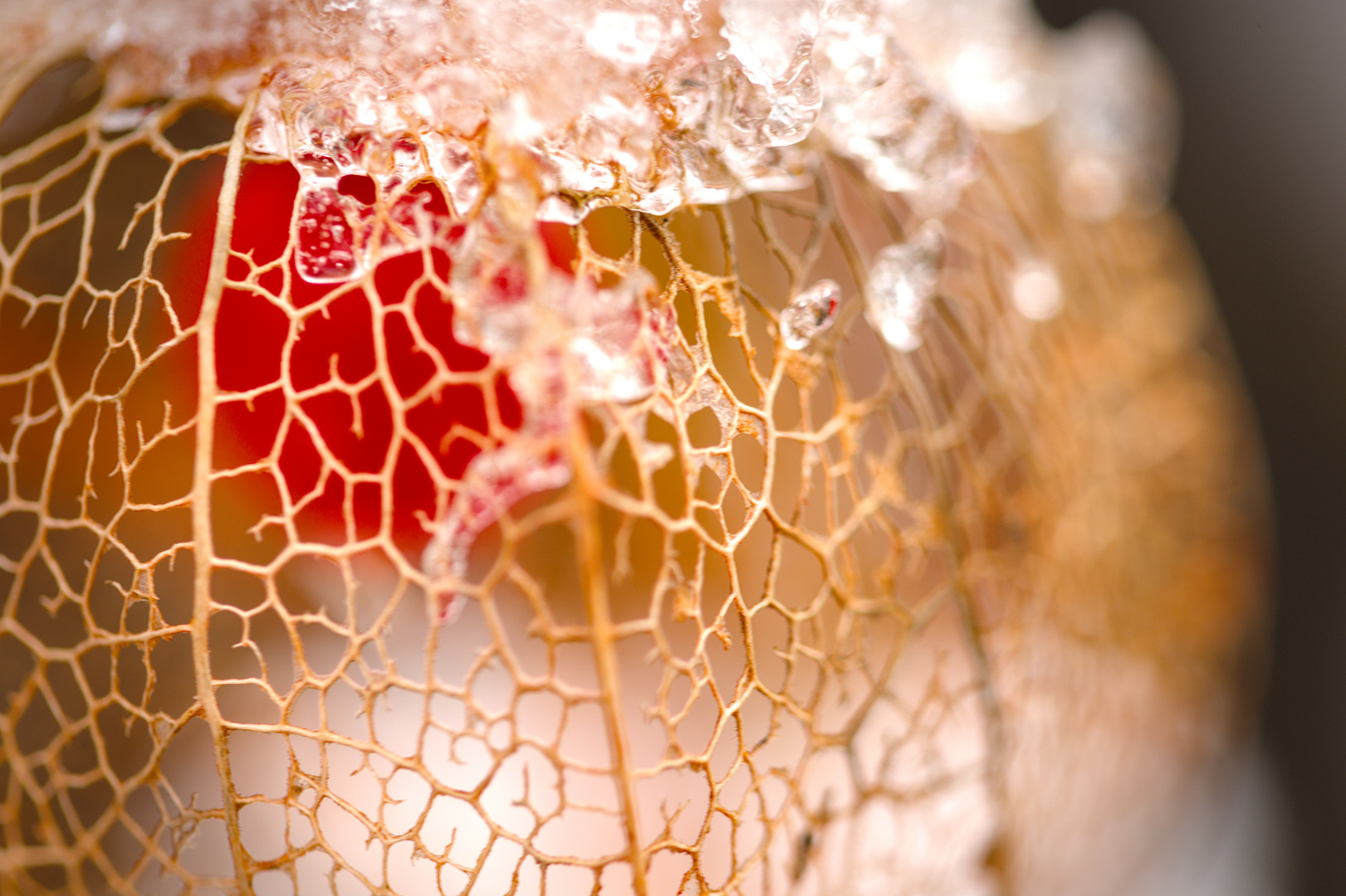 Makro einer Lampionblume im Schnee