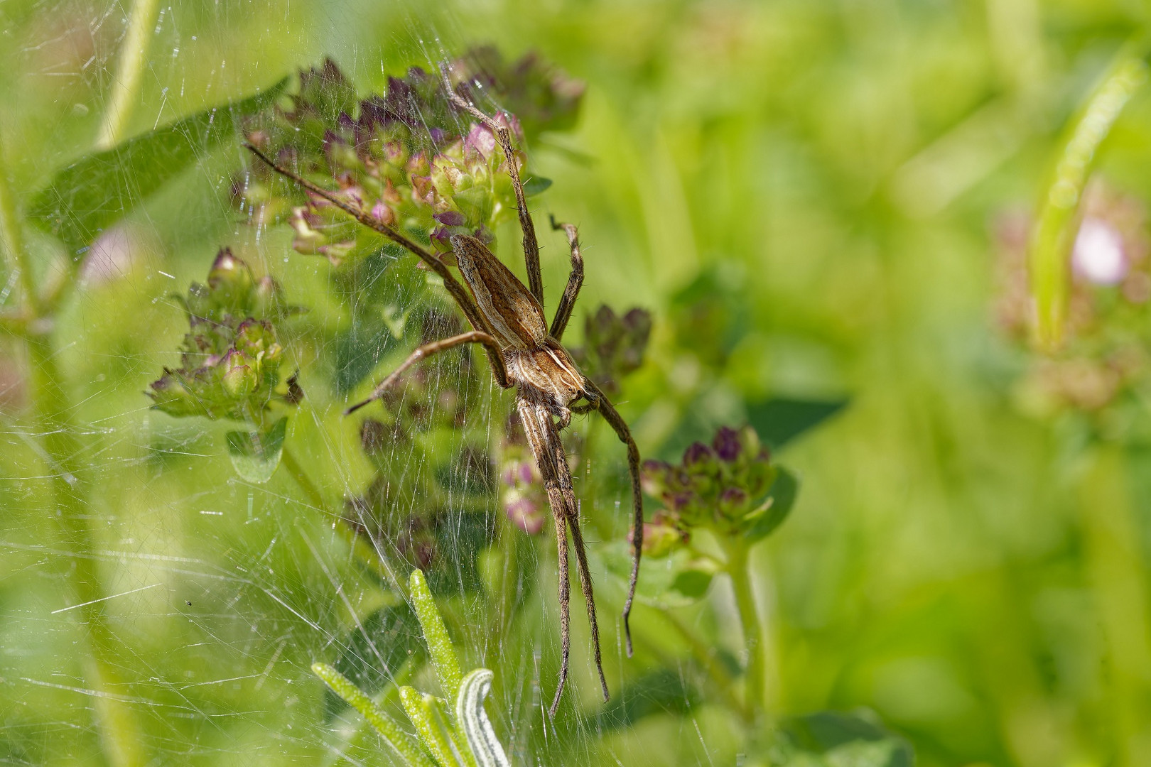 Makro einer Listspinne