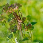 Makro einer Listspinne