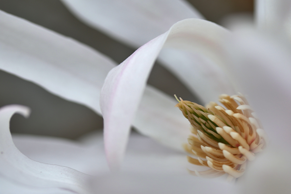 Makro einer Magnolienblüte