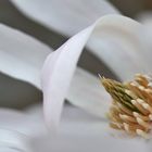 Makro einer Magnolienblüte