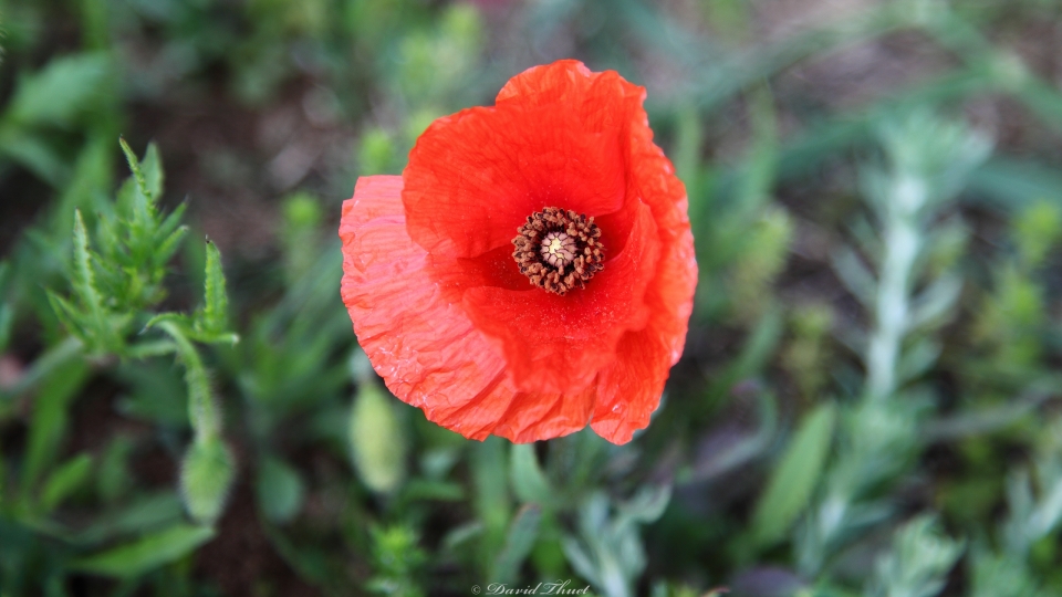 Makro einer Mohnblüte