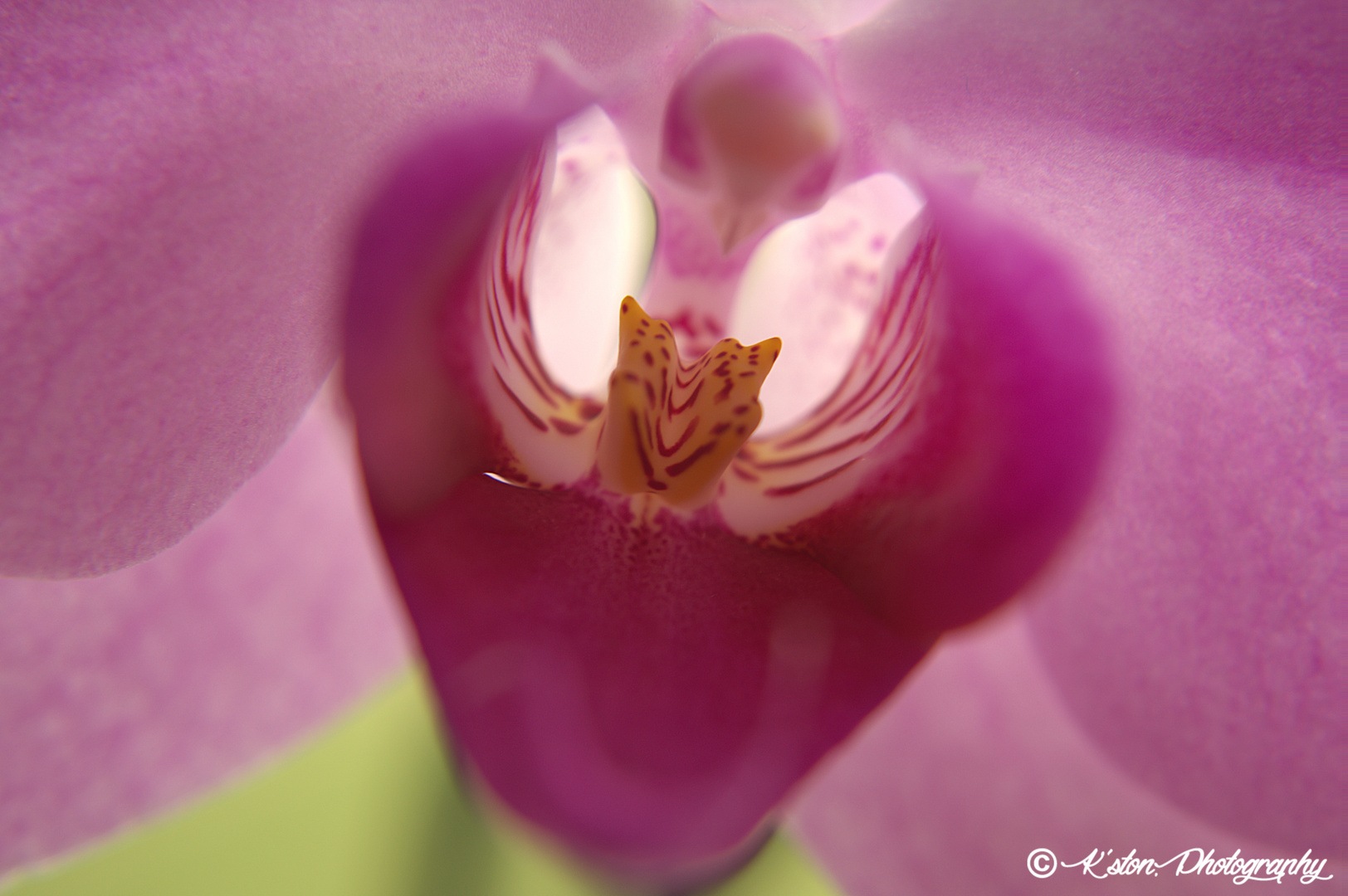 Makro einer Orchidee