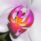 Makro einer Orchidee