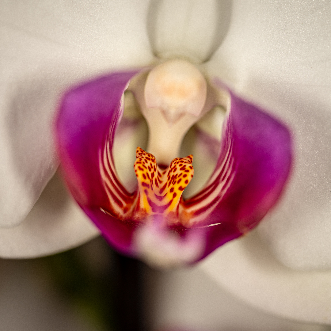 Makro einer Orchidee 