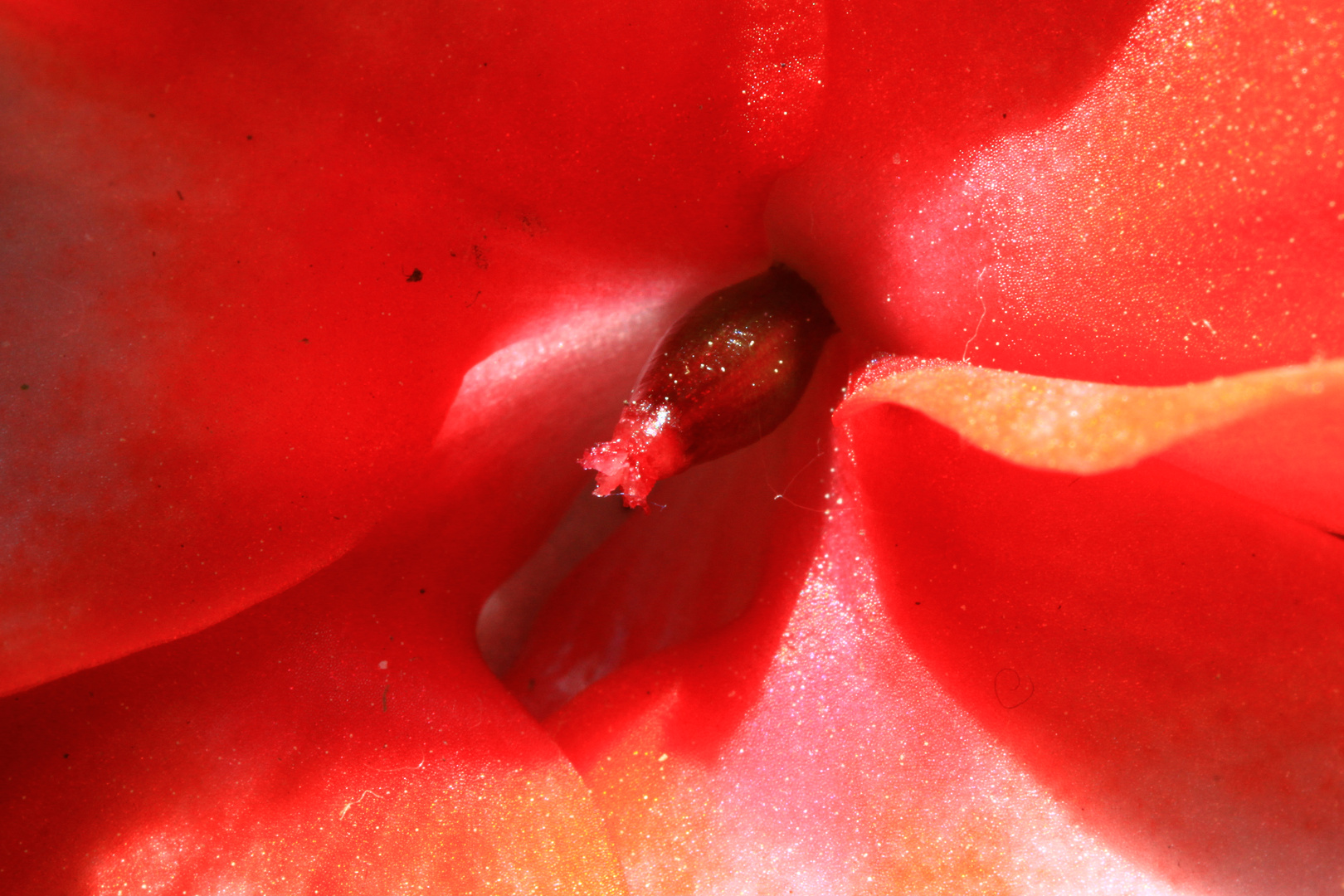 Makro einer Pflanzenblüte